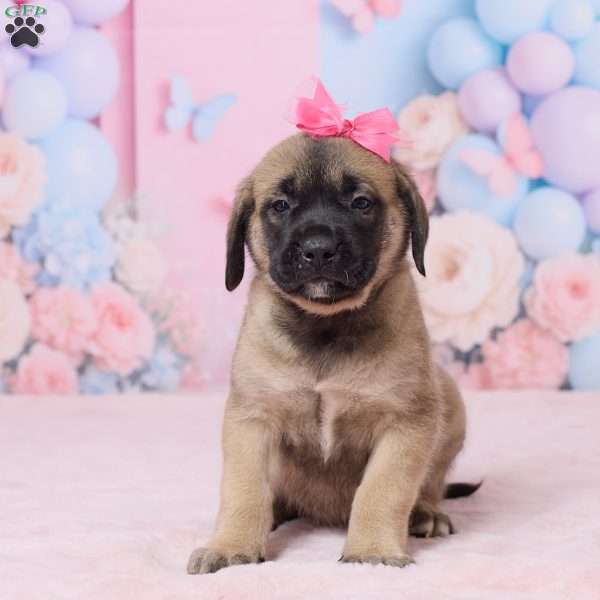 Molly, English Mastiff Puppy